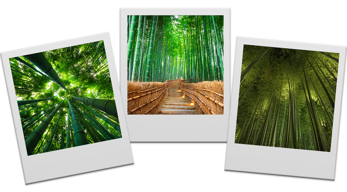 Three polaroids featuring snapshots of Arashiyama bamboo grove.